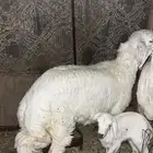 شاه والد ورخل جذعه