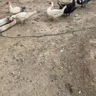 بط للبيع 5ذكران