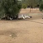 بط بكيفيني ومصري