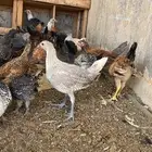 دجاج بادي وفيومي