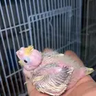 للبيع فرخ كروان الي توقف عليه سومه نصيبه