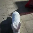 ارنب ذكر فرنساوي ابيض بعيون حمراء