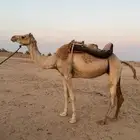 رحول