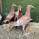 طبات زاجل كارل مولمينز
