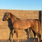 مهره شعبية شيخة