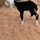 دغور