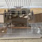 زيبرا 13 جوز ماخوذات من بيضها