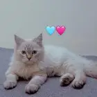8 قطط للتبني مجانا