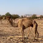 ناقه