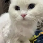 قط شيرازي ابيض أنثى وقط سكوتش ذكر