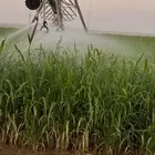 السوريه