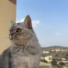 قطه شيرازي - انثي للبيع