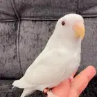 روز اليف بجميع الملحقات