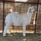 طلي حري
