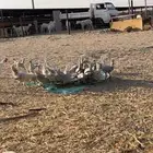 دجاج ألمنيوم