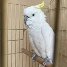 كوكاتو كرست