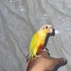 كنيورات متنوعه ومميزه((هدد نشبه))