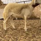 طلي فحل صنف الصنف