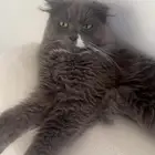 قط ذكر سكوتش فولد للتزاوج