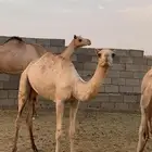 بكرة مفروده أبوها سياف الشريف وامها عمانيه للبيع