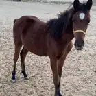 مهر شعبي للبيع