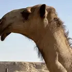 قعود سنه حج