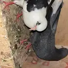 طبات حمام قطايف العدد6