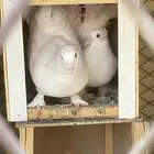 للبيع جوز رقاص