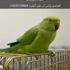 طير دره