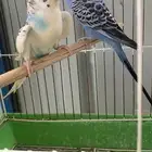 عصافير بادجي