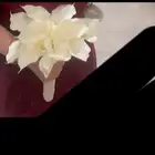 مسكة عروس ورد شبة طبيعي سيليكون