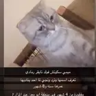 سكوتش فولد مفقوده