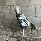 للبيع ديك باكستاني