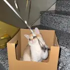 قط سكوتش عمرها خمس شهور للبيع تواصل خاص