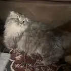 قط سكوتش فولد لونق هير