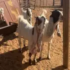معزا هولنديات