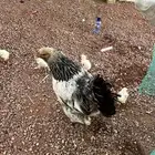 دجاج كولمبي مع فروخ