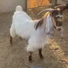 تيس