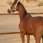 فرس شعبية