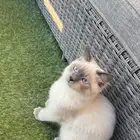 قط للتبني مع جميع مستلزماته