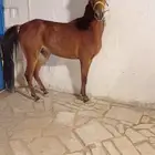 حصان عربي شعبي