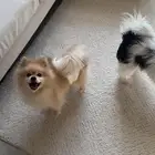 ذكر بوميرنيان تيدي فيس للبيع