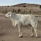 للبيع فحل حري السن قارح حار وشرط القريع وصحه