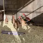 (دجاج باكستاني للبيع)