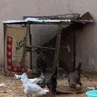 دجاج بياض محسن للبيع