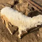 فرير للبيع