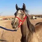 مهر خيل واهو للبيع
