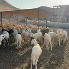 طليان سواكن رخيصة