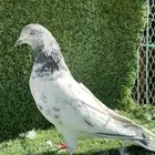 حمام بكستاني كمنتقر