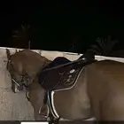 فرس شعبية شقرا